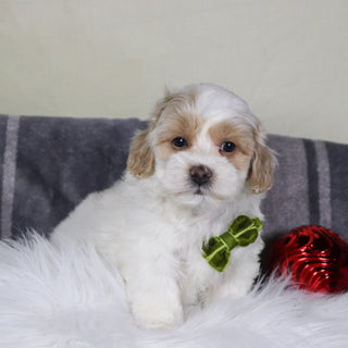 Kobe - Available 12/31