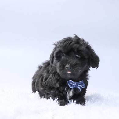 Koko - Available Now