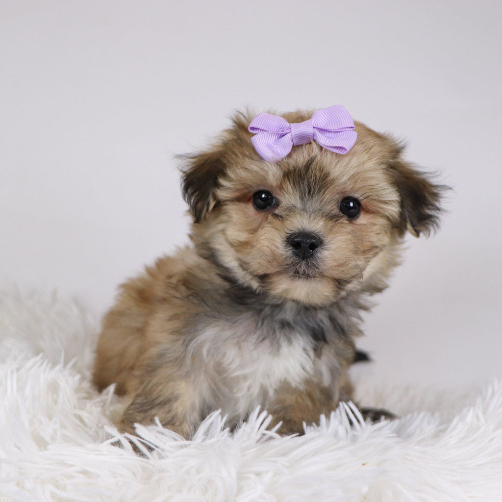 Koleen - Available 11/26