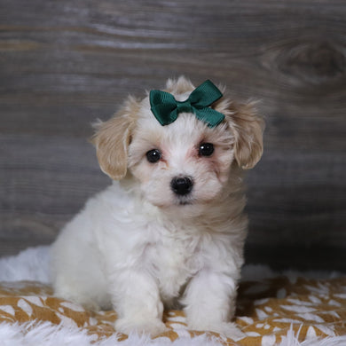 Koleen - Available 12/3