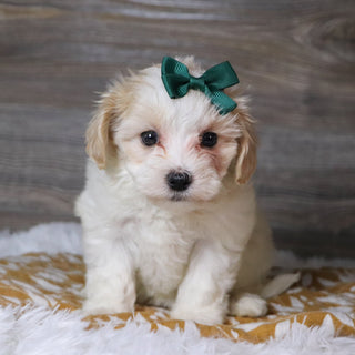 Koleen - Available 12/3