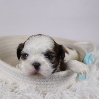 Kyan - Available 12/17