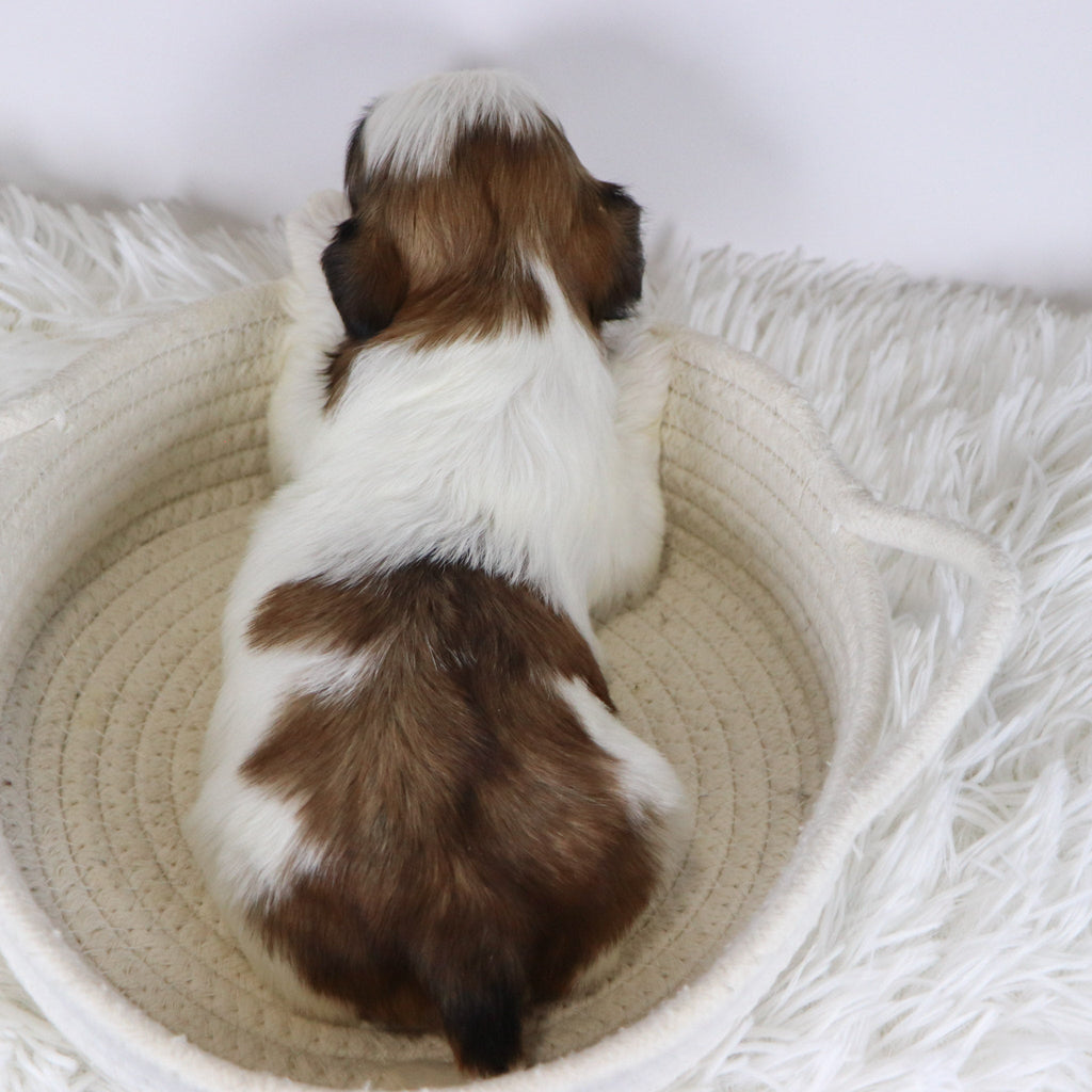 Kyan - Available 12/17