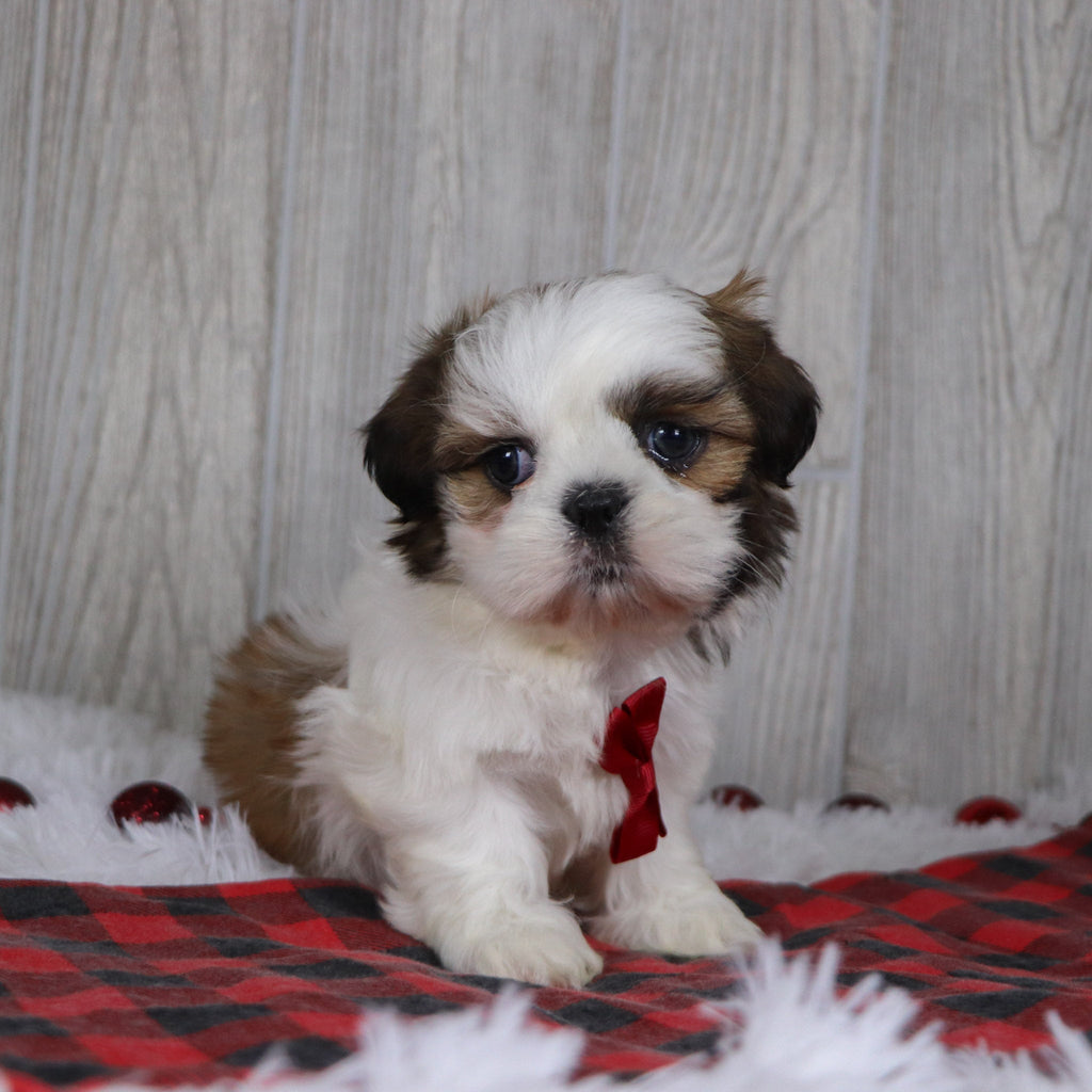 Kyan - Available 12/17