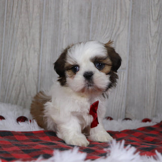 Kyan - Available 12/17