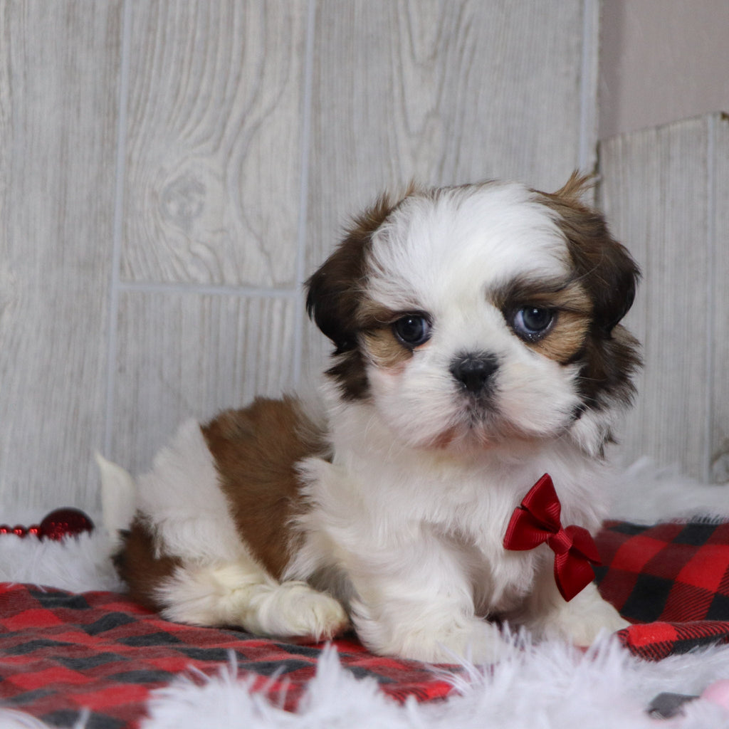 Kyan - Available 12/17