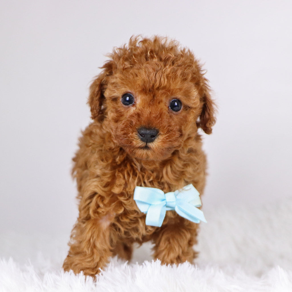 Laina - Available Now