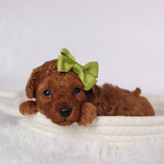 Laina - Available Now