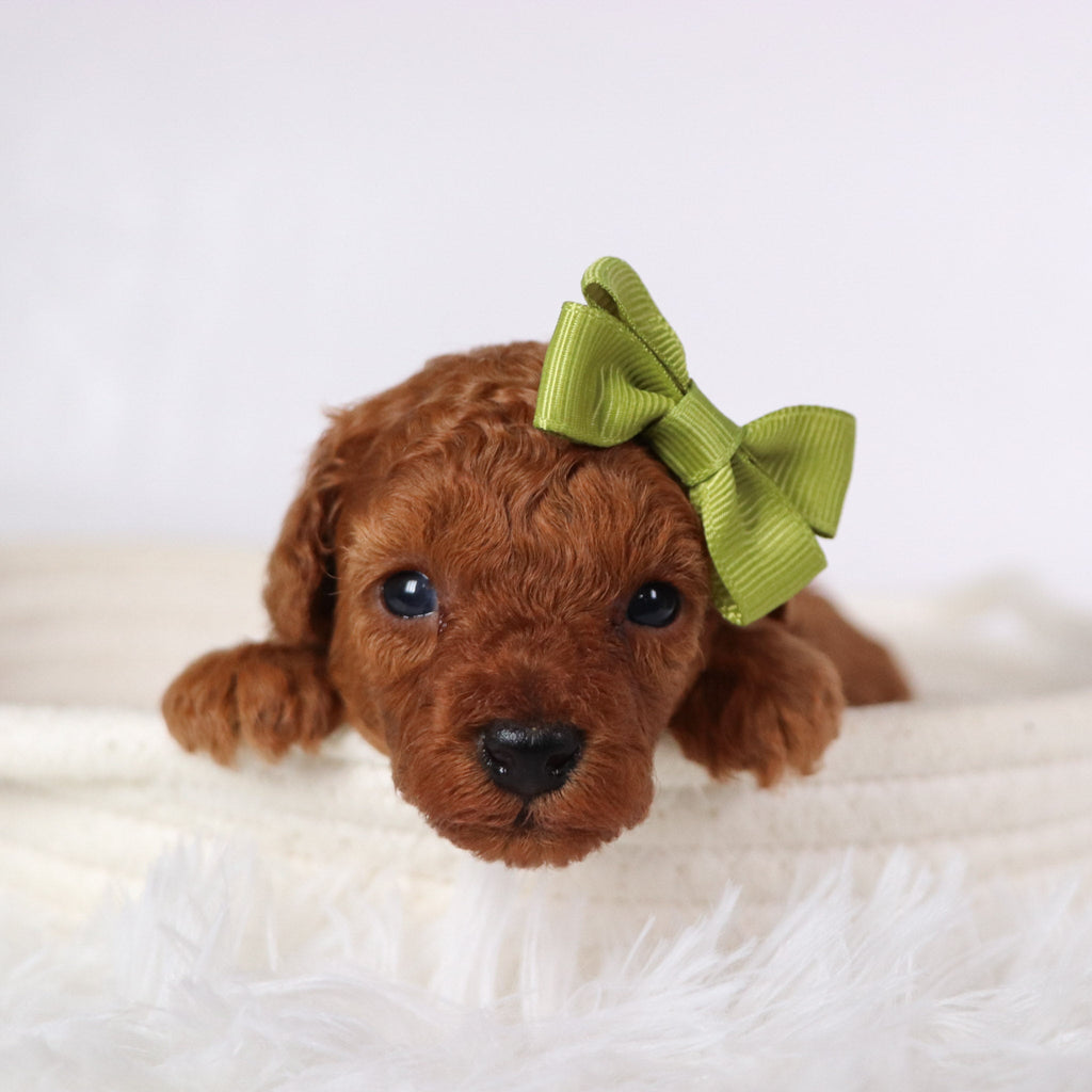 Laina - Available 11/26