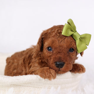 Laina - Available Now