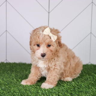 Lala - Available 6/4