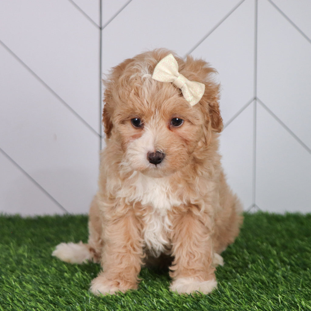 Lala - Available 6/4