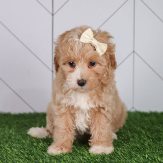Lala - Available 6/4