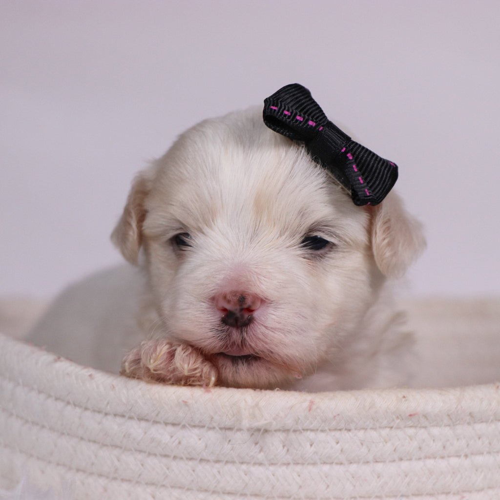 Lana - Available 11/12