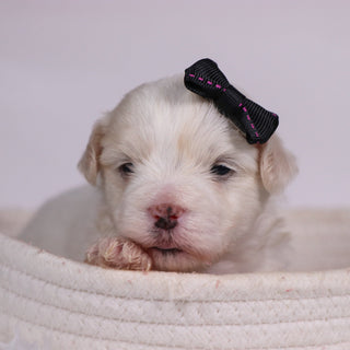 Lana - Available 11/12