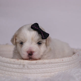 Lana - Available Now