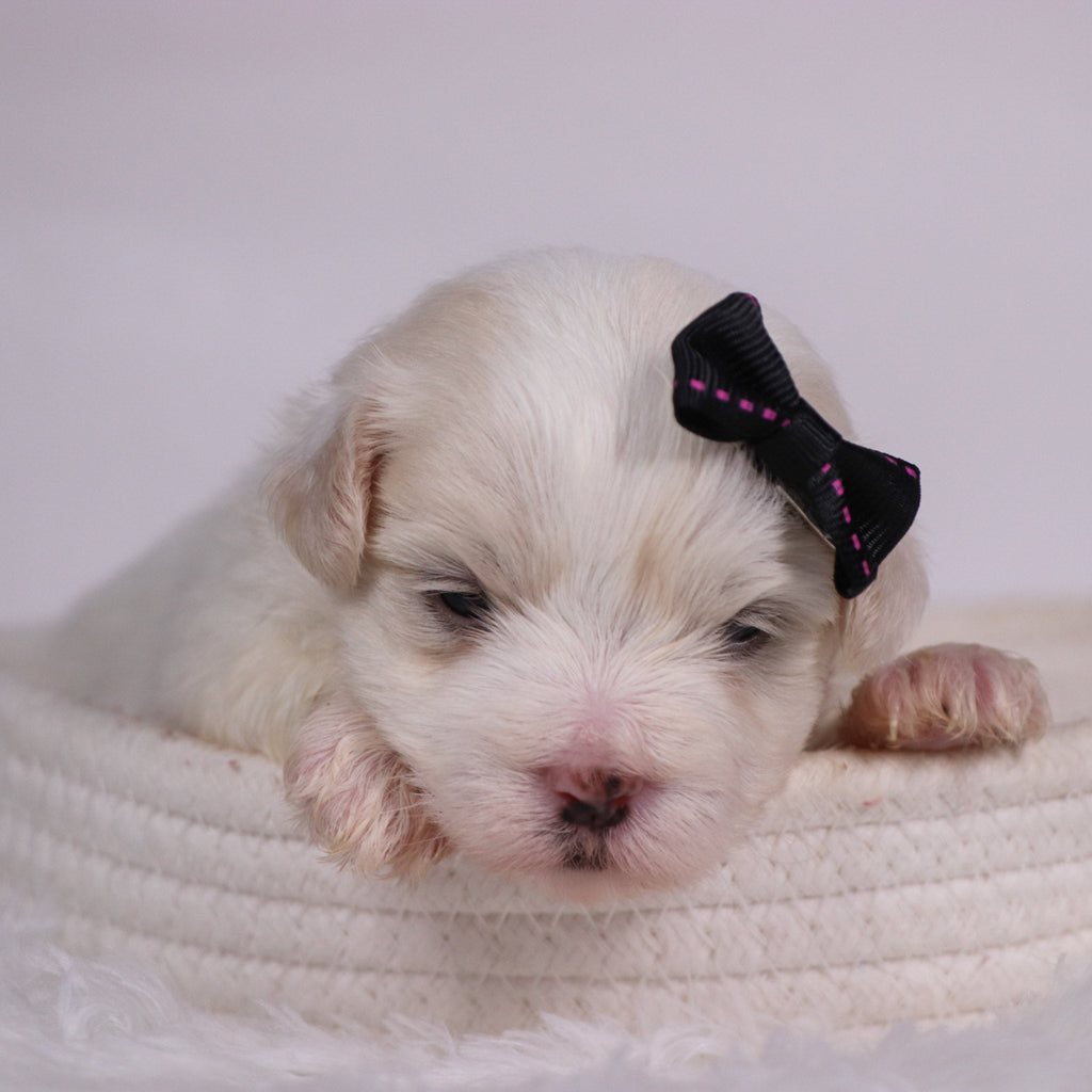 Lana - Available 11/12