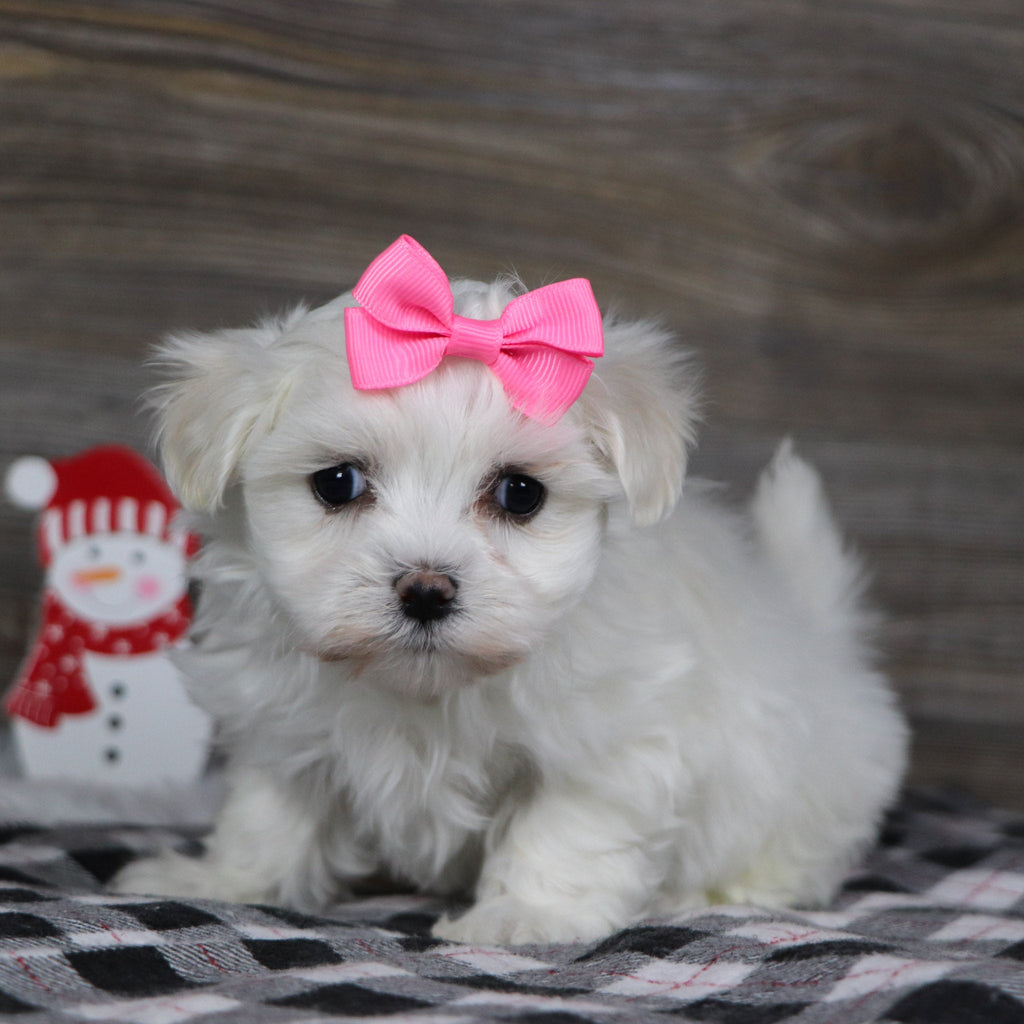 Landra - Available 1/8