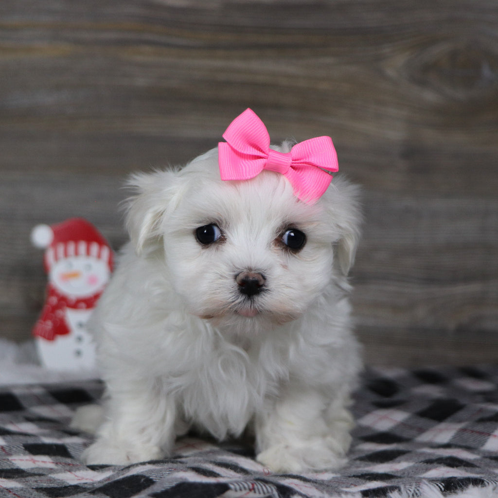 Landra - Available 1/8