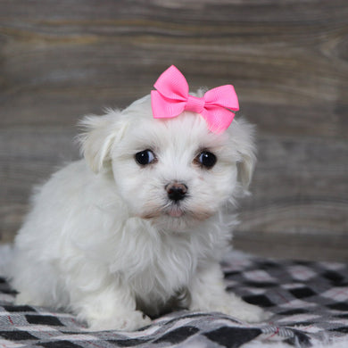 Landra - Available 1/8