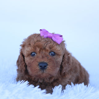 Latasha - Available Now