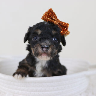 Laura - Available 11/12