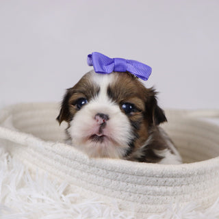 Leigh - Available 12/17