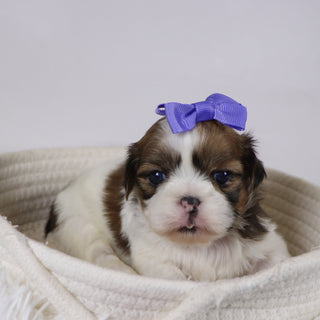 Leigh - Available 12/17