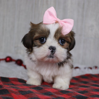 Leigh - Available 12/17