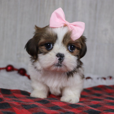 Leigh - Available 12/17