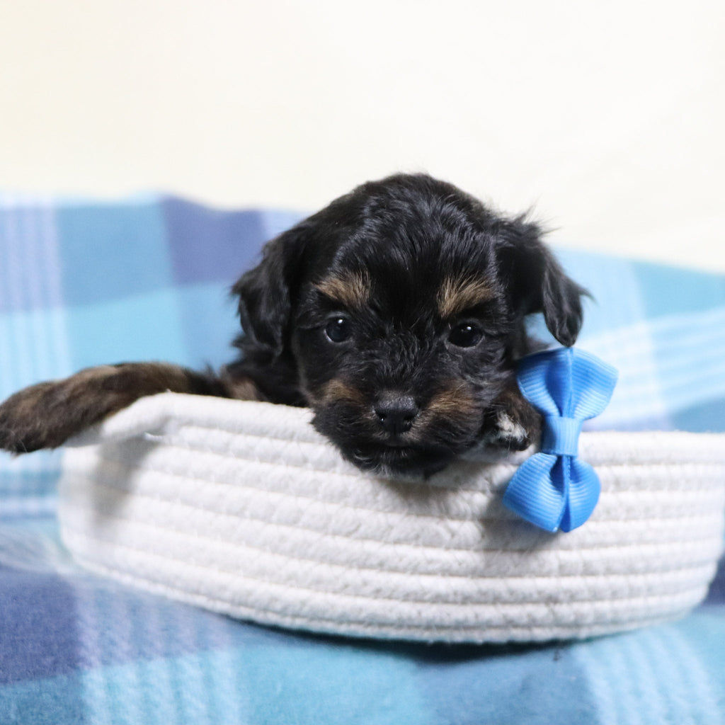 Leonardo - Available 2/11