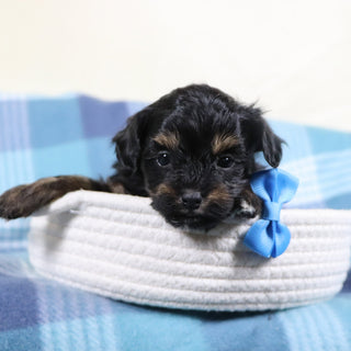 Leonardo - Available 2/11