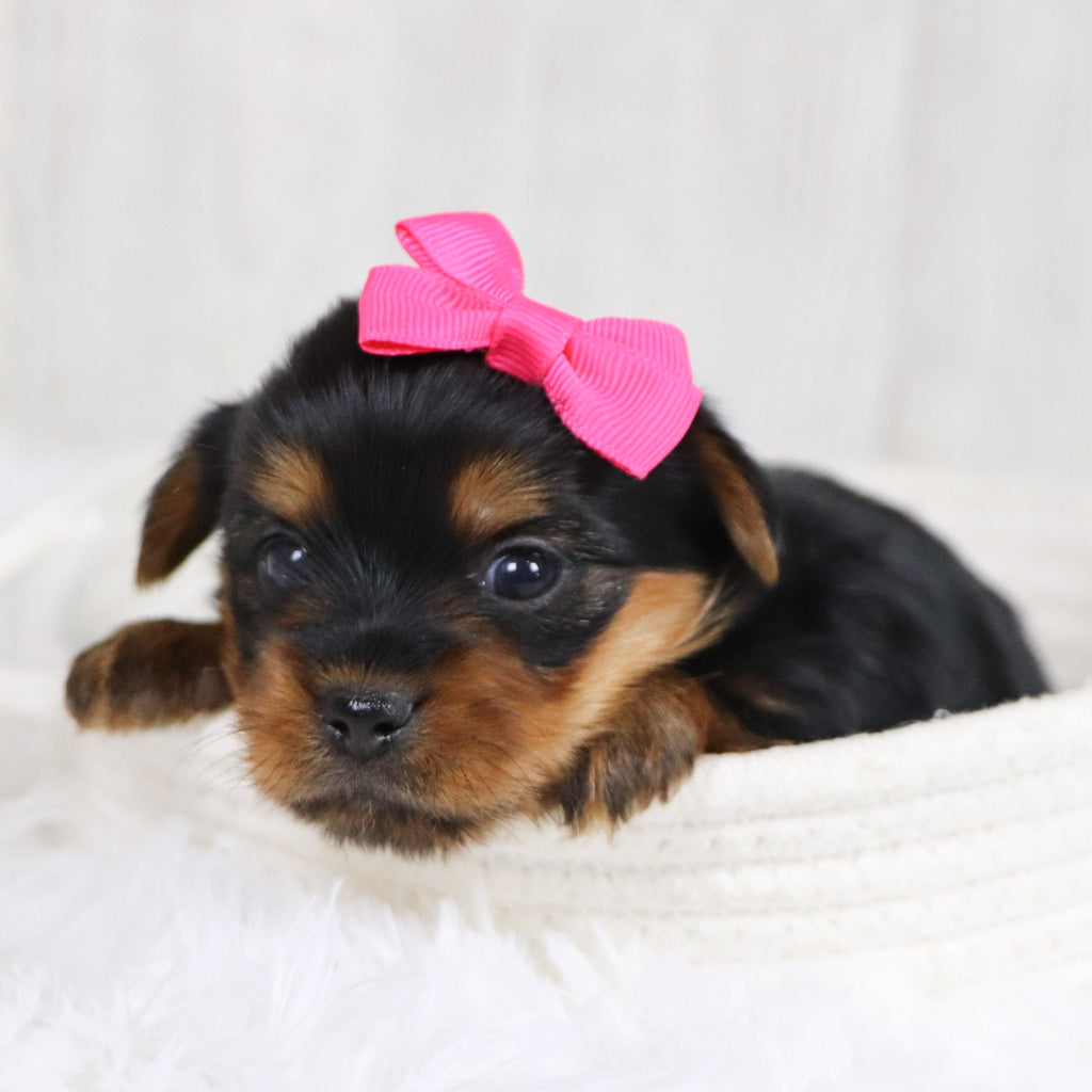 Lexis - Available 2/11