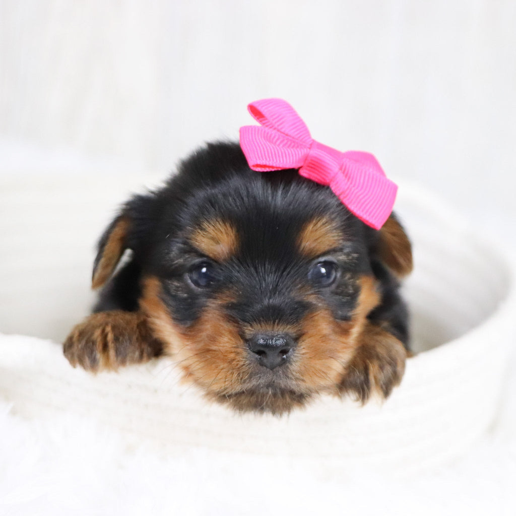 Lexis - Available 2/11