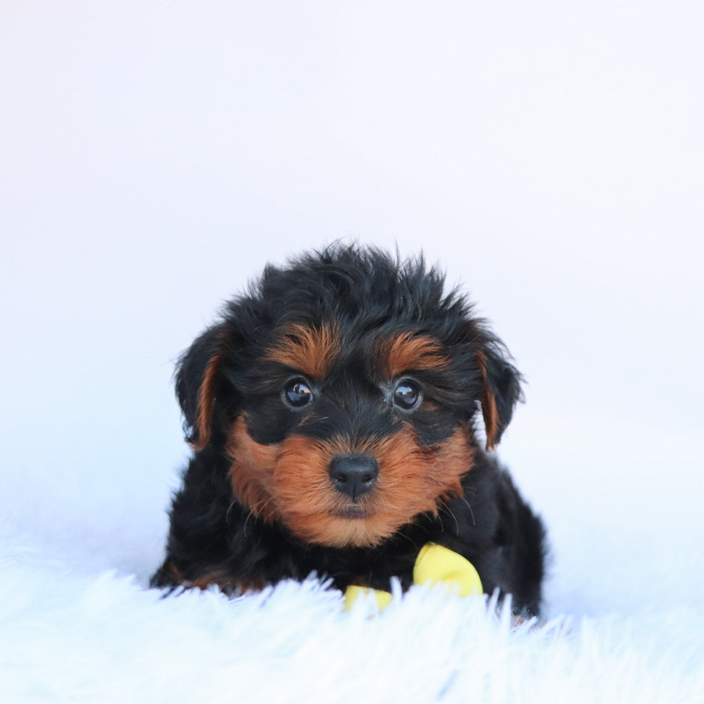 Liam - Available Now