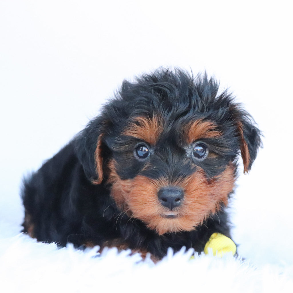 Liam - Available Now