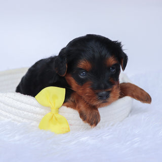 Liam - Available Now