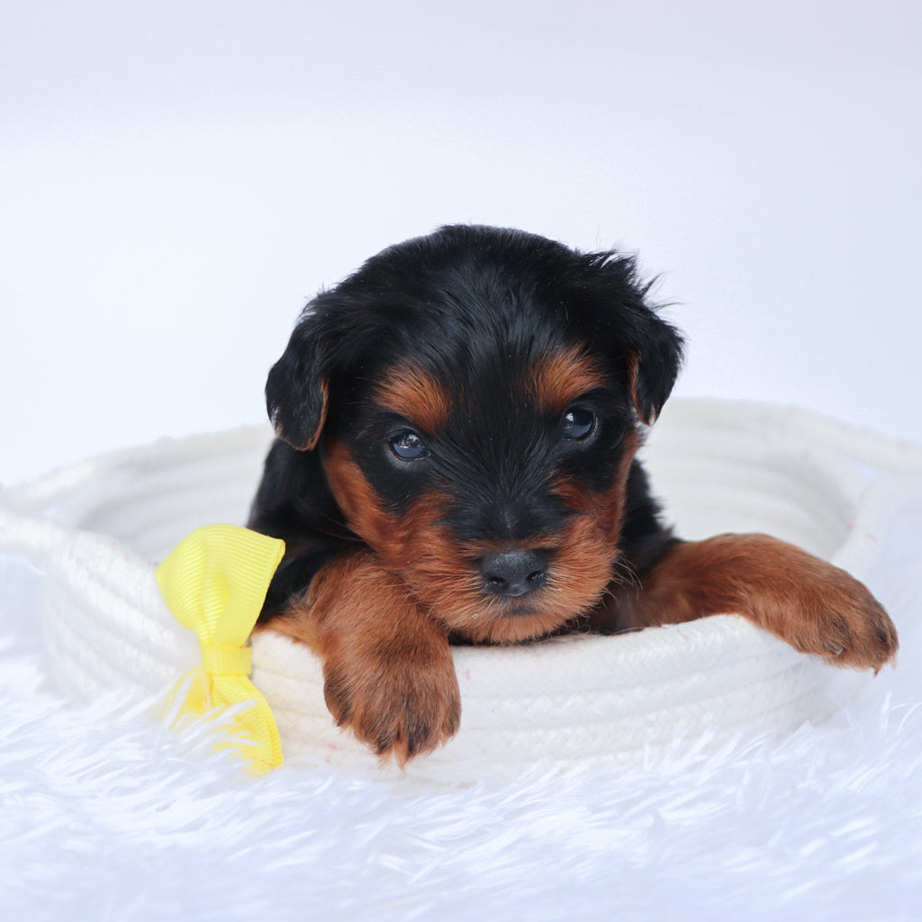 Liam - Available Now