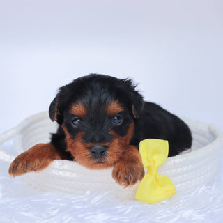 Liam - Available 10/1