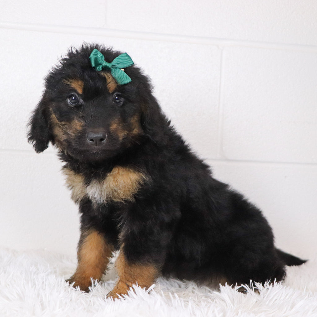 Lila - Available Now