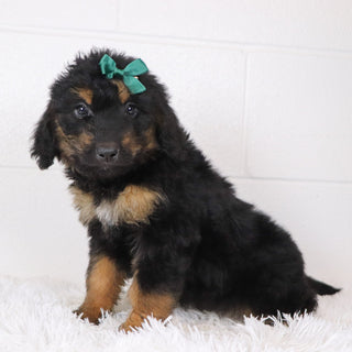 Lila - Available Now