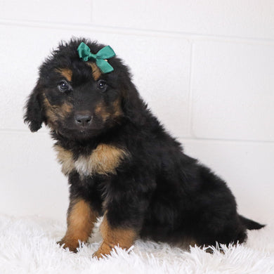 Lila - Available Now