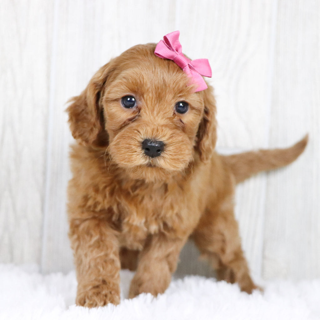 Lillian - Available 1/22