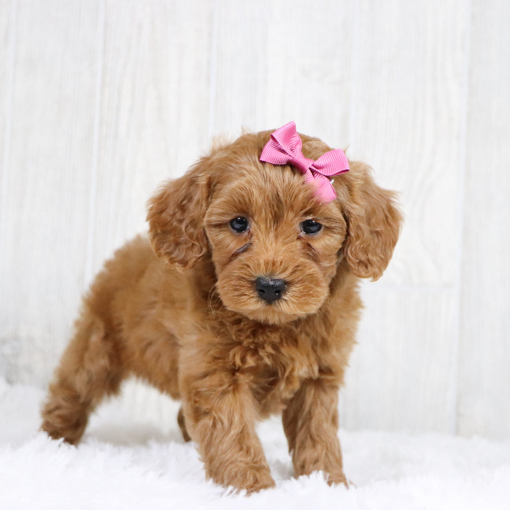 Lillian - Available 1/22