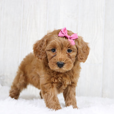 Lillian - Available 1/22