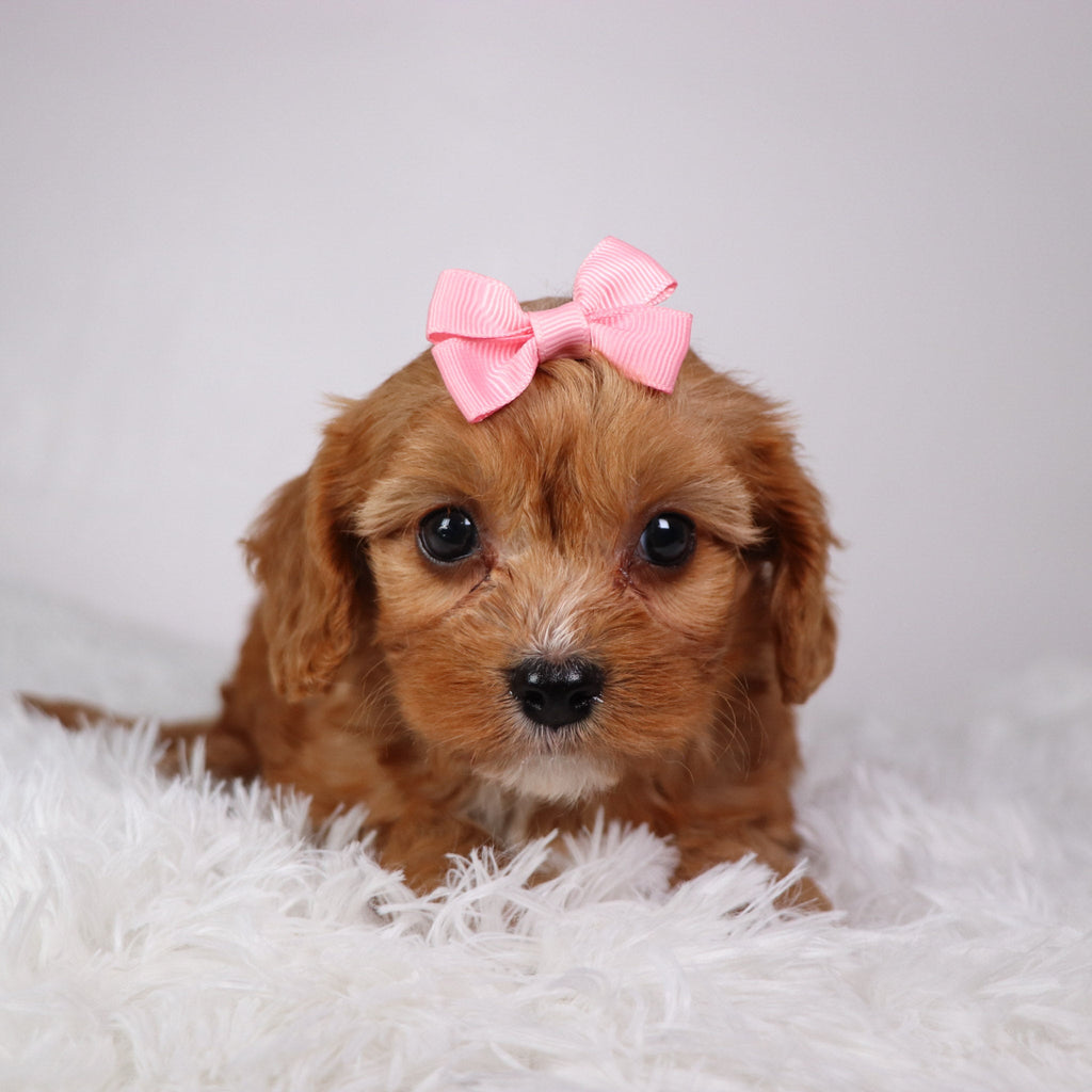 Lilo - available 11/5