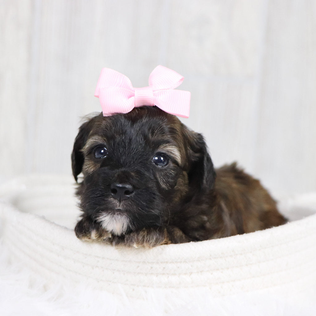 Linda - Available 2/11