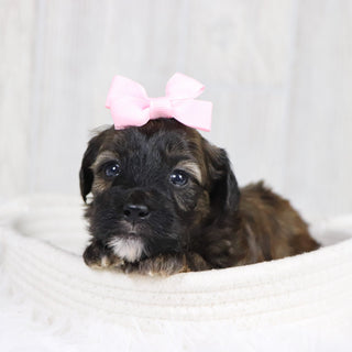 Linda - Available 2/11