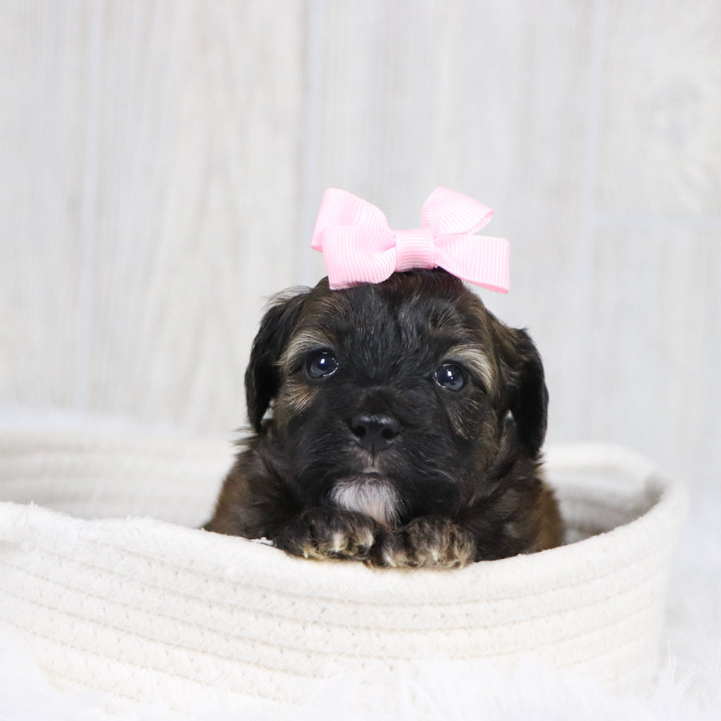 Linda - Available 2/11