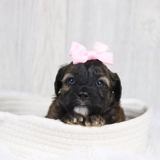 Linda - Available 2/11